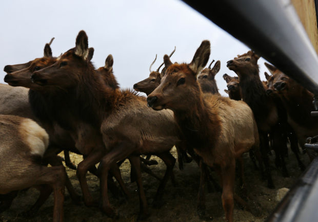 Elk Brucellosis Study